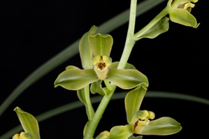 Cymbidium faberi FH Qing Hua Mei JC/AOS 0 pts.Flower